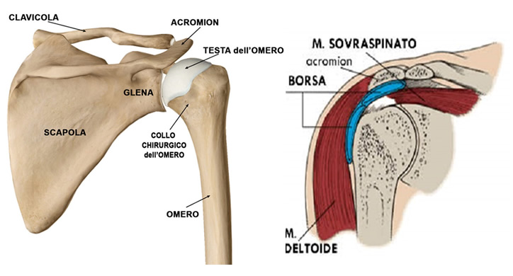 scapola